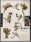 Foto von Salix reticulata L.